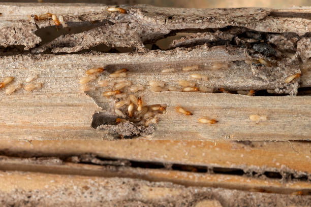 Best Mosquito Control Services  in Grover Beach, CA
