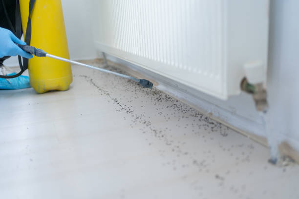 Best Wasp Removal Services  in Grover Beach, CA